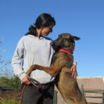 Malinois (Mischling) Martin, 11/2023, ca. 65 cm