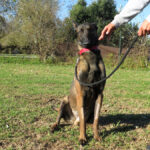 Malinois (Mischling) Martin, 11/2023, ca. 65 cm