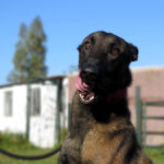 Malinois (Mischling) Martin, 11/2023, ca. 65 cm