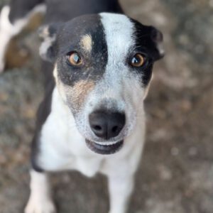 Mischling Maxine, 12/2024, ca. 45 cm