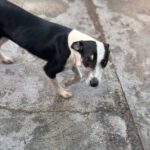 Mischling Maxine, 12/2024, ca. 45 cm