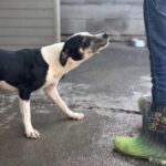 Mischling Maxine, 12/2024, ca. 45 cm