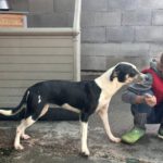 Mischling Maxine, 12/2024, ca. 45 cm