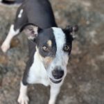 Mischling Maxine, 12/2024, ca. 45 cm