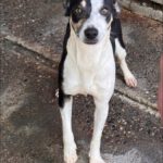 Mischling Maxine, 12/2024, ca. 45 cm