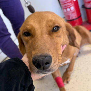 Spendenaufruf Medizintopf Alma