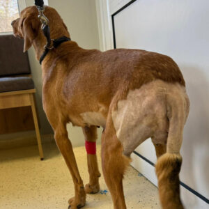 Spendenaufruf Medizintopf Alma