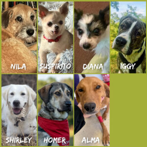 Spendenaufruf SALVA Medizintopf