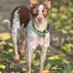 Bretone-Mischling Mejicana, 04/2025, ca. 45 cm, 24558 Henstedt-Ulzburg