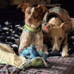 Bretone-Mischling Mejicana, 04/2025, ca. 45 cm, 24558 Henstedt-Ulzburg