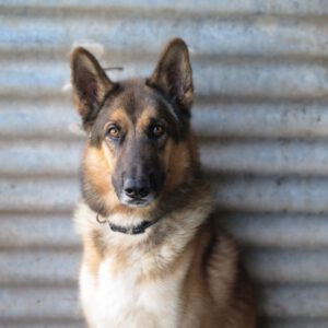 Deutscher Schäferhund Melendi, 02/2024, ca. 65 cm