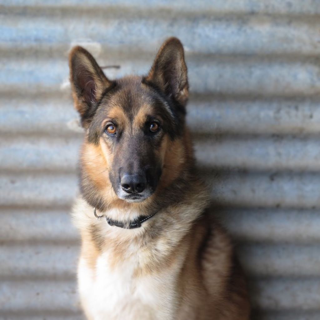 Deutscher Schäferhund Melendi, 02/2024, ca. 65 cm