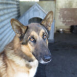 Deutscher Schäferhund Melendi, 02/2024, ca. 65 cm