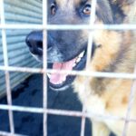 Deutscher Schäferhund Melendi, 02/2024, ca. 65 cm