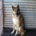 Deutscher Schäferhund Melendi, 02/2024, ca. 65 cm