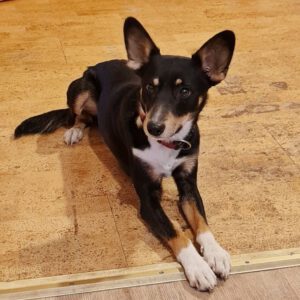 Podenco Mischling Merlin, 07/2024, ca. 43 cm, 27327 Martfeld