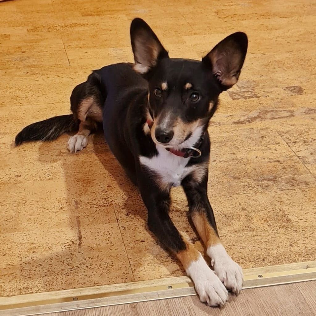 Podenco Mischling Merlin, 07/2024, ca. 43 cm, 27327 Martfeld