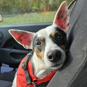 Bodeguero Milo, 05/2020, ca. 42 cm, 73614 Schorndorf