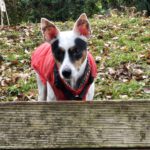 Bodeguero Milo, 05/2020, ca. 42 cm, 73614 Schorndorf