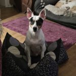 Bodeguero Milo, 05/2020, ca. 42 cm, 73614 Schorndorf