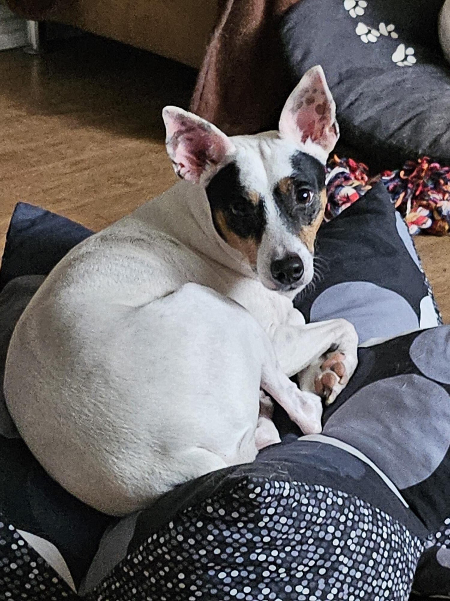 Bodeguero Milo, 05/2020, ca. 42 cm, 73614 Schorndorf