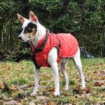 Bodeguero Milo, 05/2020, ca. 42 cm, 73614 Schorndorf