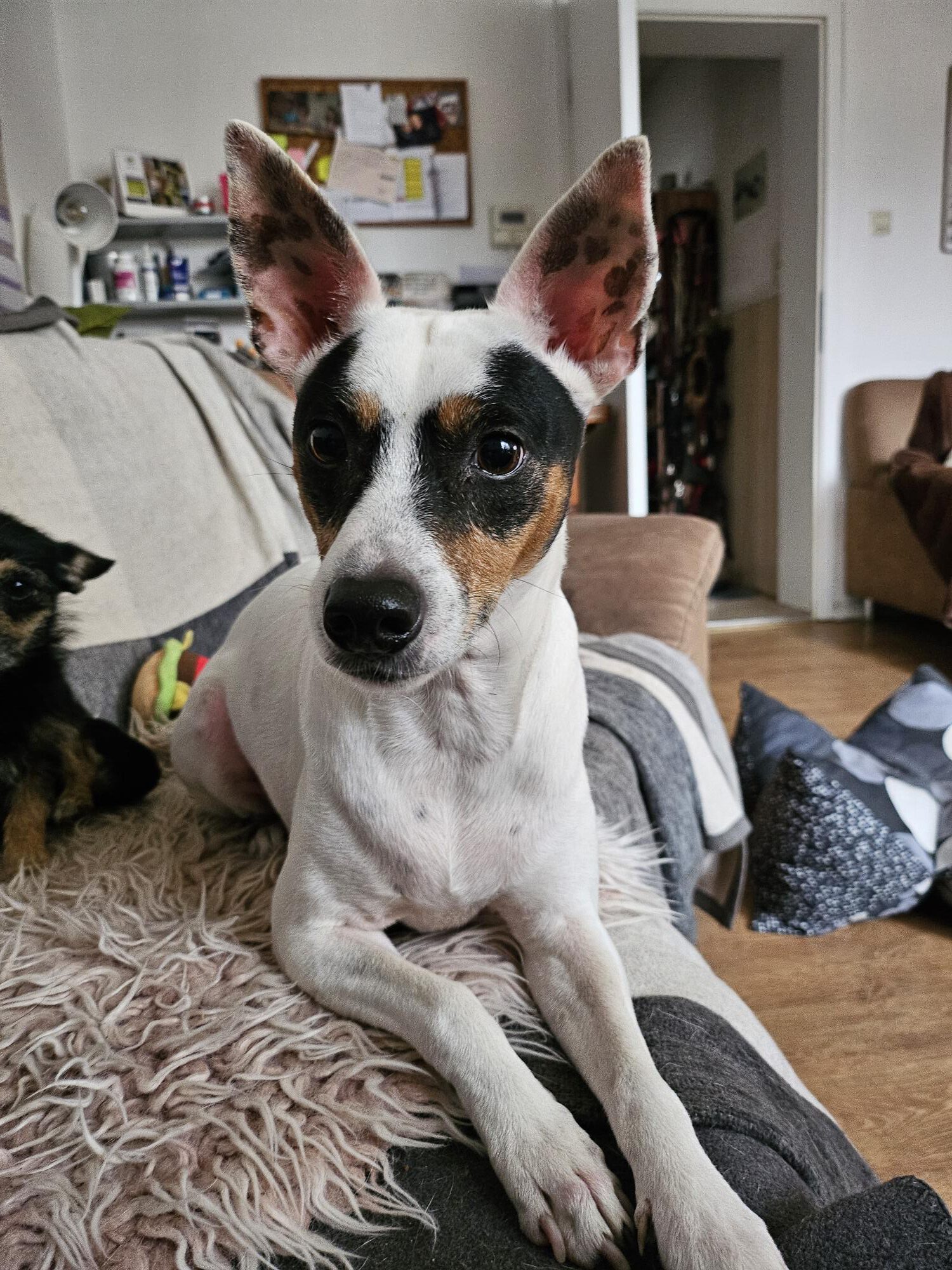 Bodeguero Milo, 05/2020, ca. 42 cm, 73614 Schorndorf