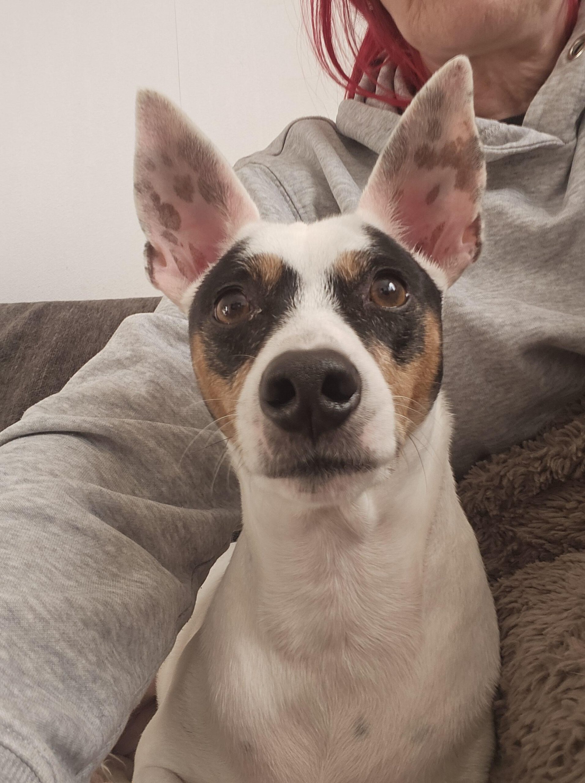 Bodeguero Milo, 05/2020, ca. 42 cm, 73614 Schorndorf