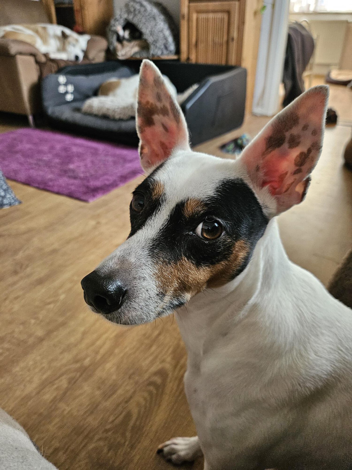 Bodeguero Milo, 05/2020, ca. 42 cm, 73614 Schorndorf