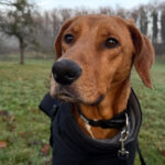 Mischling Alma, 05/09/2022, ca. 50cm