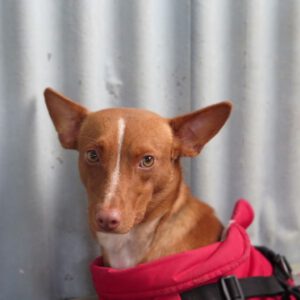 Podenco Maneto Mochilo, 12/2023, ca. 35 cm