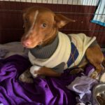 Podenco Maneto Mochilo, 12/2023, ca. 35 cm