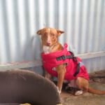 Podenco Maneto Mochilo, 12/2023, ca. 35 cm