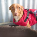 Podenco Maneto Mochilo, 12/2023, ca. 35 cm