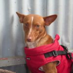 Podenco Maneto Mochilo, 12/2023, ca. 35 cm