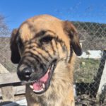 Mischling Mona, 12/2022, ca. 50 cm