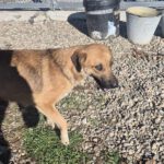 Mischling Mona, 12/2022, ca. 50 cm