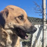 Mischling Mona, 12/2022, ca. 50 cm