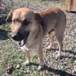 Mischling Mona, 12/2022, ca. 50 cm