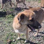 Mischling Mona, 12/2022, ca. 50 cm