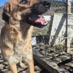 Mischling Mona, 12/2022, ca. 50 cm