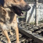 Mischling Mona, 12/2022, ca. 50 cm