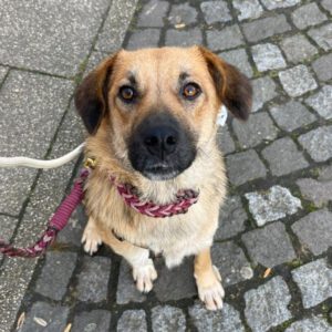 Mischling Mona, 12/2022, ca. 50 cm, 44803 Bochum