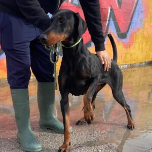 Dobermann Mora, 01/2025, ca. 70 cm