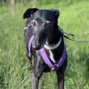 Galgo Mosca, 03/2019, ca. 60 cm