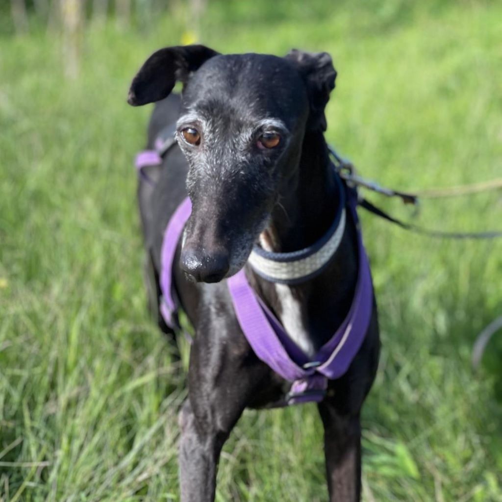 Galgo Mosca, 03/2019, ca. 60 cm