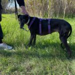 Galgo Mosca, 03/2019, ca. 60 cm