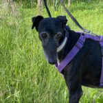 Galgo Mosca, 03/2019, ca. 60 cm