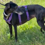 Galgo Mosca, 03/2019, ca. 60 cm