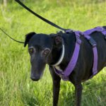 Galgo Mosca, 03/2019, ca. 60 cm